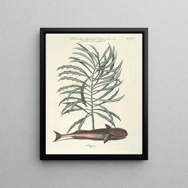 Mark Catesby - Piscium serpentum insectorum aliorumque nonnullorum animalum nec non plantarum quarundam imagines Pl026.webp