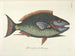 Billeder af fisk, slanger, insekter og andre dyr samt nogle planter - Mark Catesby — visning af kunstværket