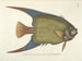 Billeder af fisk, slanger, insekter og andre dyr samt nogle planter Pl031 - Mark Catesby — visning af kunstværket