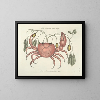 Mark Catesby - Piscium serpentum insectorum aliorumque nonnullorum animalum nec non plantarum quarundam imagines Pl032.webp