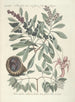 Piscium serpentum insectorum aliorumque nonnullorum animalum nec non plantarum quarundam imagines Pl033 - Mark Catesby — visning af kunstværket
