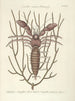 Fisk, slanger, insekter og nogle andre dyr, samt nogle plantefotos Pl034 - Mark Catesby — visning af kunstværket