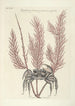 Piscium serpentum insectorum aliorumque nonnullorum animalum nec non plantarum quarundam imagines Pl035 - Mark Catesby — visning af kunstværket