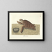 Billeder af fisk, slanger, insekter og andre dyr samt nogle planter - Mark Catesby — indrammet kunstværk på væggen