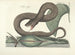 Billeder af fisk, slanger, insekter og andre dyr samt nogle planter Pl045 - Mark Catesby — visning af kunstværket