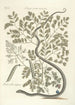 Piscium serpentum insectorum aliorumque nonnullorum animalum nec non plantarum quarundam imagines Pl051 - Mark Catesby — visning af kunstværket