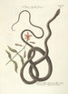 Piscium serpentum insectorum aliorumque nonnullorum animalum nec non plantarum quarundam imagines Pl054 - Mark Catesby — visning af kunstværket