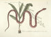 Billeder af fisk, slanger, insekter og andre dyr samt nogle planter Pl055 - Mark Catesby — visning af kunstværket