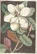 Piscium serpentum insectorum aliorumque nonnullorum animalum nec non plantarum quarundam imagines Pl061 - Mark Catesby — visning af kunstværket