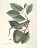 Fisk, slanger, insekter og nogle andre dyr, samt nogle plantefotos Pl064 - Mark Catesby — visning af kunstværket