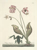 Poissons, serpents, insectes og nogle andre dyr, samt nogle billeder af planter Pl070 - Mark Catesby — visning af kunstværket