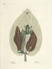 Fisk, slanger, insekter og nogle andre dyr, samt nogle fotos af planter Pl071 - Mark Catesby — visning af kunstværket