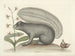 Billeder af fisk, slanger, insekter og andre dyr samt nogle planter Pl074 - Mark Catesby — visning af kunstværket