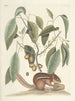Fisk, slanger, insekter og nogle andre dyr, samt nogle plantefotos Pl075 - Mark Catesby — visning af kunstværket