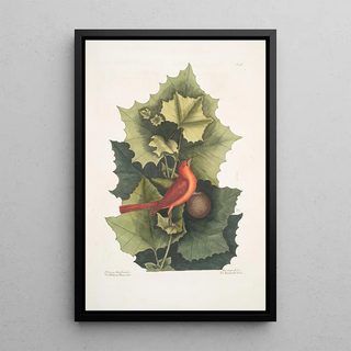 Mark Catesby - Platinus Occidentalis The Western PlaneTree Muscicapa Rubra The Summer Redbird.webp