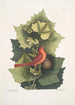 Platinus Occidentalis Le Platane Occidental Muscicapa Rubra Le Tangara d'Été - Mark Catesby — visning af kunstværket