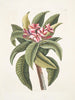 Plumeria - Mark Catesby — visning af kunstværket