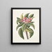 Plumeria - Mark Catesby — indrammet kunstværk på væggen