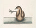 Le grèbe à cou noir - Mark Catesby — visning af kunstværket