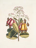 Pomifera c Le Cushew Tree - Mark Catesby — visning af kunstværket