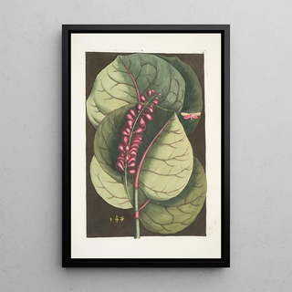 Mark Catesby - Prunus maritima racemosa The Mangrove GrapeTree Phalna Caroliniana c.webp