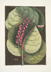 Prunus maritima racemosa Le Raisinier des Mangroves Phalna Caroliniana c - Mark Catesby — indrammet kunstværk på væggen