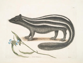 PseudoPhalangium ramosum Putorius le Putois - Mark Catesby — visning af kunstværket