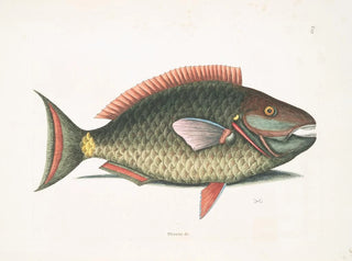 Mark Catesby | Kunsttryk af Psittacus og papegøje-fisken | Maleri — visning af kunstværket
