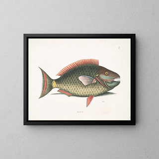 Mark Catesby | Kunsttryk af Psittacus og papegøje-fisken | Maleri — indrammet kunstværk på væggen