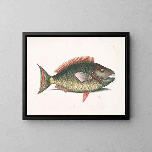Mark Catesby | Kunsttryk af Psittacus og papegøje-fisken | Maleri — indrammet kunstværk på væggen