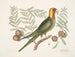 Le perroquet de Caroline - Mark Catesby — visning af kunstværket