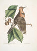 Quercus Castanea foliis procera Arbor Virginiana Chêne Châtaignier Picus carius major alis aureis Le Pic aux Ailes Dorées - Mark Catesby — visning af kunstværket