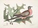 Chêne écarlate, feuilles plus larges og spidse, Pigeon migrateur - Mark Catesby — visning af kunstværket