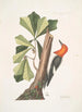 Quercus folio non serrato in summitate quasi triangulo Chêne d'Eau Picus capite toto rubro Le Pic à Tête Rouge - Mark Catesby — visning af kunstværket