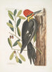 Quercus sempervirens med aflange, ikke-sinuate blade Grøn eg Picus maximus krone med rød top - Mark Catesby — visning af kunstværket