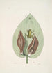 Rana viridis arborea Den Grønne Frø, Arum Americanum L'Herbe à Mouffette - Mark Catesby — visning af kunstværket