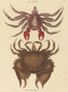 Crabe Rocheux Motté Rouge Cancer grapsus - Mark Catesby — visning af kunstværket