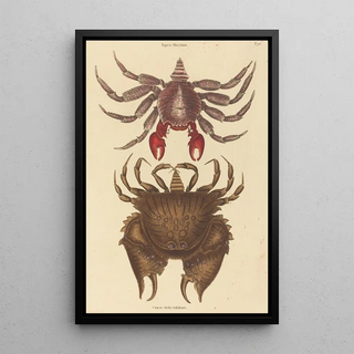 Mark Catesby - Red Mottled Rockcrab Cancer grapsus.webp