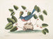 L'oiseau bleu - Mark Catesby — visning af kunstværket