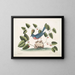 L'oiseau bleu - Mark Catesby — indrammet kunstværk på væggen