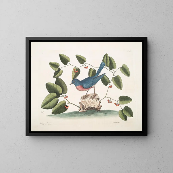 L'oiseau bleu - Mark Catesby — indrammet kunstværk på væggen