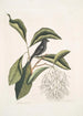 Rubicilla minor nigra Den Lille Bøfler Sorte Amelanchier c L'Arbre à Franges - Mark Catesby — visning af kunstværket