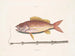 Le poisson-tobacco - Mark Catesby — visning af kunstværket