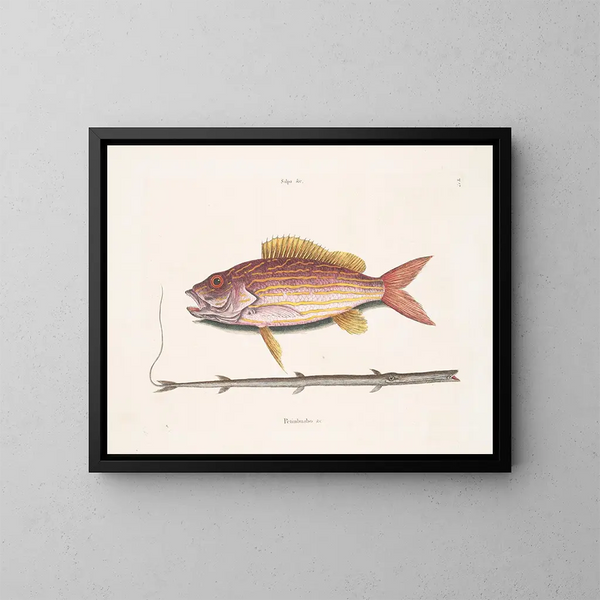 Le poisson-tobacco - Mark Catesby — indrammet kunstværk på væggen