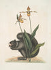 L: Sciurus Niger L'Écureuil Noir Calceolus Le Sabot de Vénus - Mark Catesby — visning af kunstværket
