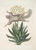 Sciurus L'Écureuil Volant Viscum - Mark Catesby — visning af kunstværket