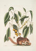 Mark Catesbys Kunsttryk af Sciurus L'Écureuil Terrestre Cornus L'Arbre à Mastic — visning af kunstværket