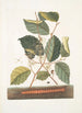 Scolopendra Hamamelis - Mark Catesby — visning af kunstværket