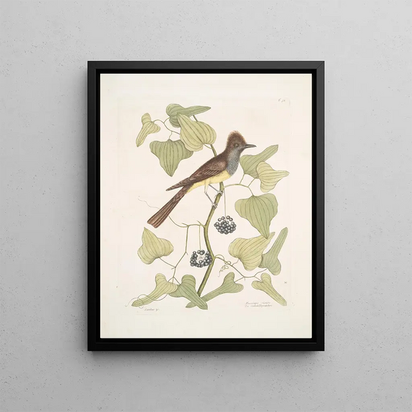 Mark Catesby - Smilax c Muscicapa cristata The crested Flycatcher.webp