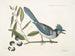 Smilax lisse, laurbær med ikke-andetede blade, sorte bær, laurbærbladet Smilax, Pica cristata carulea, den blå huppede Skade - Mark Catesby — visning af kunstværket